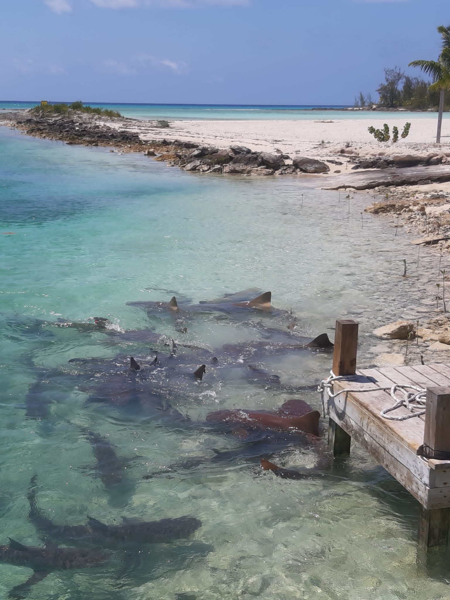 Fishing_Grounds_Bahamas_15