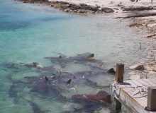 Fishing_Grounds_Bahamas_15